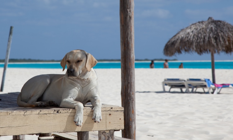 stabilimento-per-cani