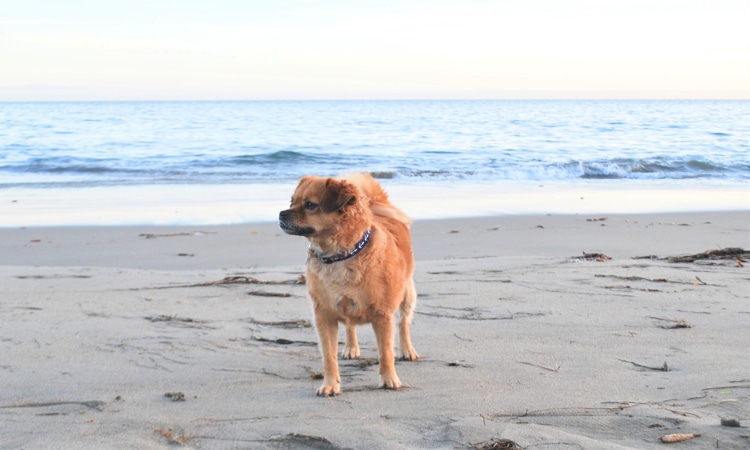 cane in spiaggia a Caorle
